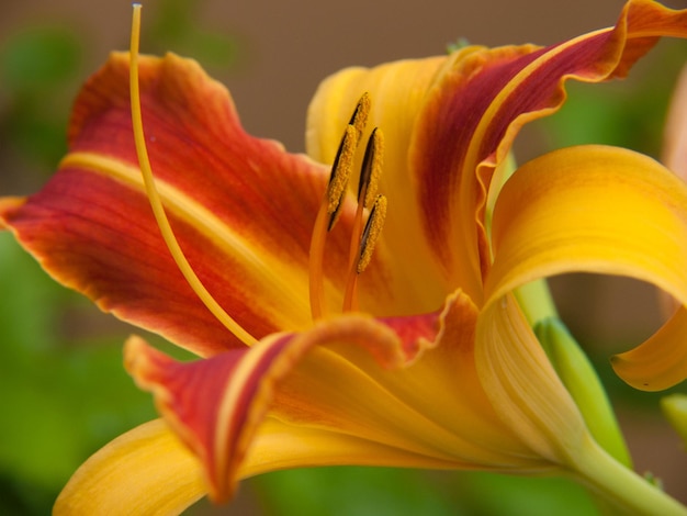 lilium