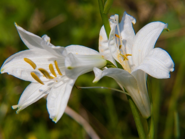 lilium