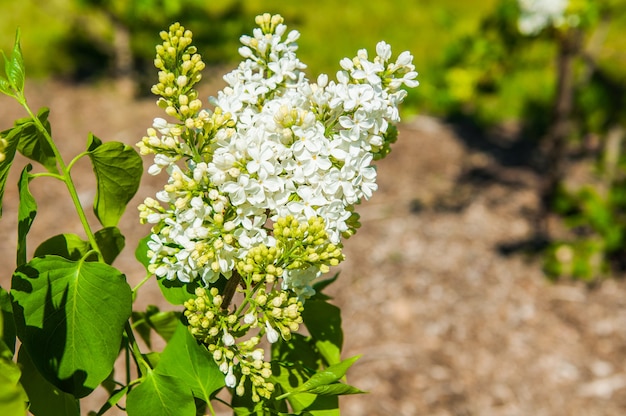 Lilla bianco. Fioritura primaverile di lillà bianco su cespugli di lillà. Fiore bianco naturale su sfondo verde all'esterno