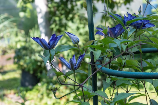 Lilla clematis fiore pianta rampicante nella fotografia del giardino primaverile della natura