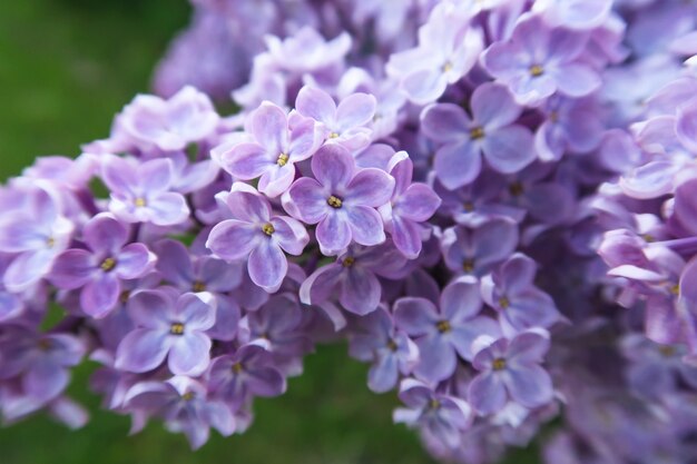 Lillà di fioritura della primavera in un giardino