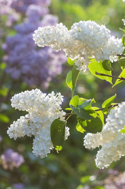 Lillà di fioritura nel giardino botanico