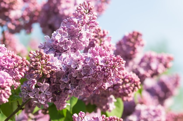 Lillà di fioritura nel giardino botanico