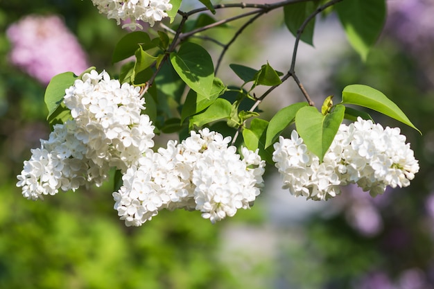 Lillà di fioritura nel giardino botanico