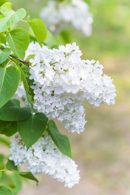 Lillà di fioritura nel giardino botanico