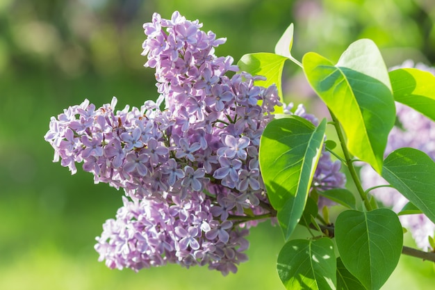 Lillà di fioritura nel giardino botanico