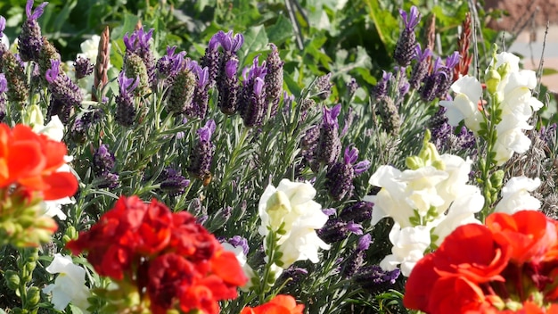 Lilla fiore di lavanda in fiore, botanico naturale vicino sullo sfondo. Fioritura viola nel giardino del mattino di primavera, giardinaggio domestico in California, USA. Lilla flora primaverile. Millefiori viola in soft focus.