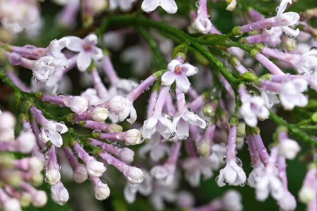 Lilla fiorisce in gocce di pioggia