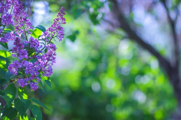 Lilla in fiore al sole Fiori lilla viola su uno sfondo sfocato Copia spazio