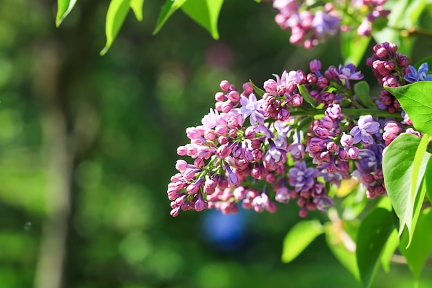 Lillà in fiore nel parco. Messa a fuoco selettiva morbida. Sfondo naturale di primavera