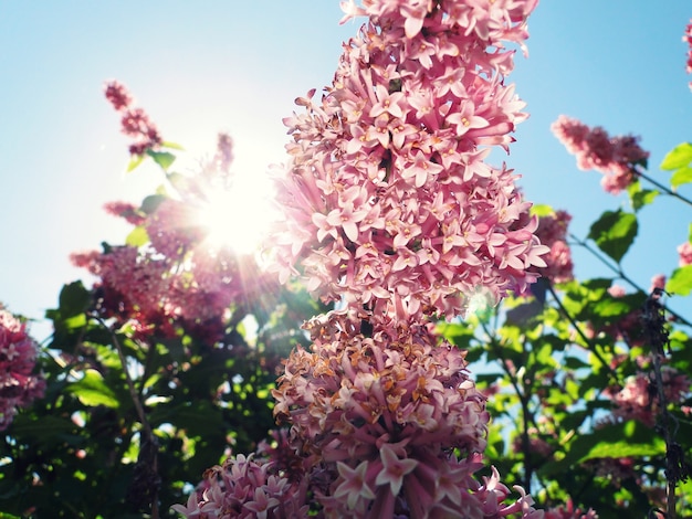 Lillà rosa con raggi di sole