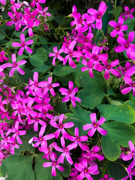 lilla selvatica Phlox subulata fiore