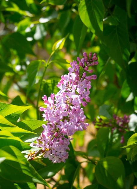 Lilla Syringa vulgaris fiorisce calda primavera Giornata di sole