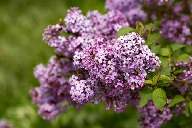 Lilla (Syringa vulgaris) in giardino, viola lilla cespuglio in fiore