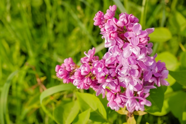 Lilla viola con bordi bianchi. Sensazione lilla. Bellissimo mazzo di fiori viola closeup. Fioritura selezione varietale lilla bicolore Syringa. Il tipo di sensazione