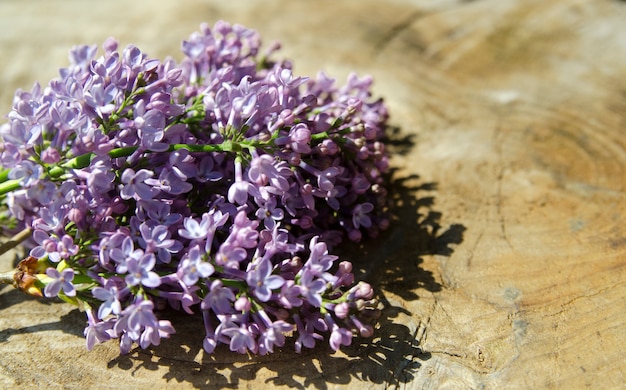 Lillà viola sul bordo di legno. Fragranza nel giardino di primavera.