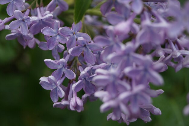 Lilla viola sulla finestra in casa