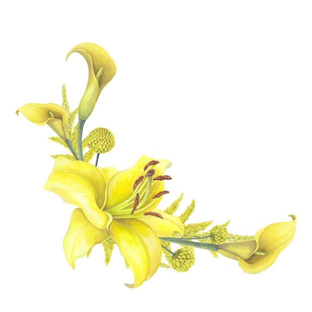 Lilli fiore giallo calla gigli craspedia Solidago cornice bouquet isolato su sfondo bianco acquerello illustrazione botanica disegnata a mano disegno artistico invito a nozze decorazione di biglietti di auguri