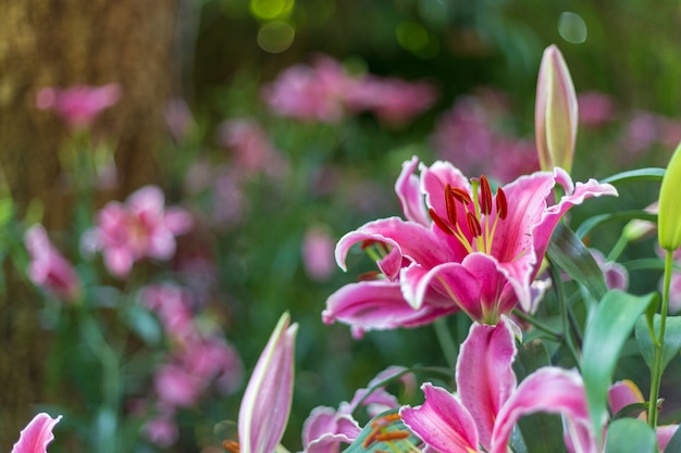 Lily in giardino