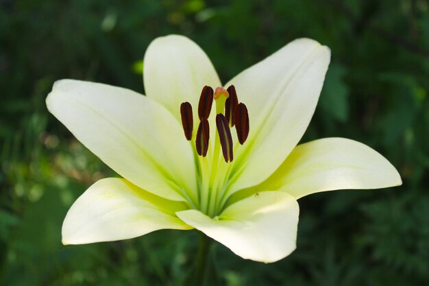 Lily in giardino