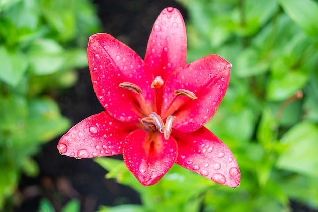 Lily in giardino