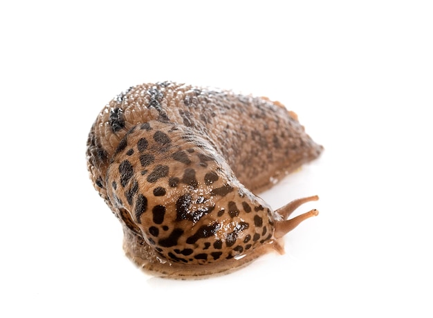 Limax maximus di fronte a uno sfondo bianco