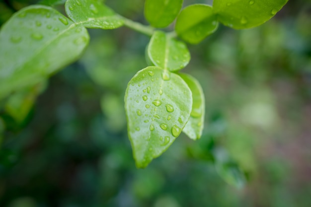 Lime leaf garden, summer background