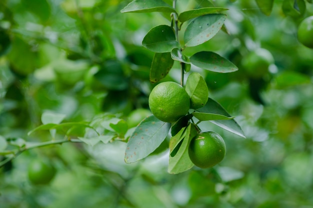 lime sull&#39;albero nella mia fattoria