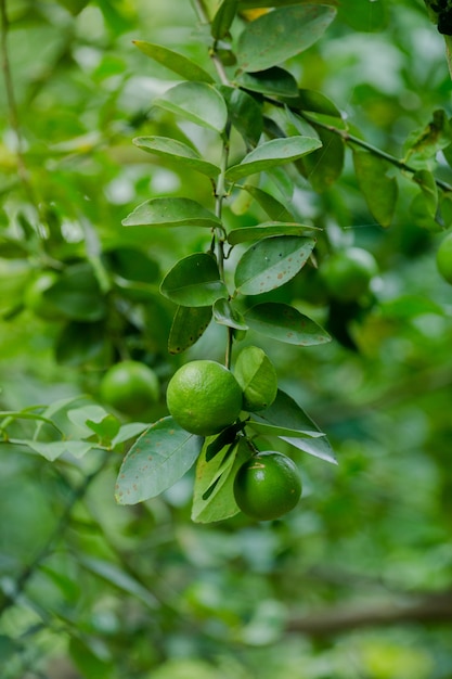 lime sull&#39;albero nella mia fattoria