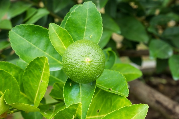 Lime verdi fresche del limone sull'albero in giardino biologico