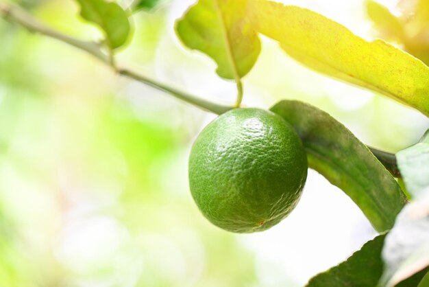 Lime verdi su un albero Lime fresche di agrumi ad alto contenuto di vitamina C nella fattoria del giardino agricolo con la natura verde sfocatura dello sfondo in estate