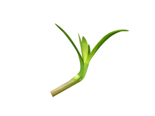 Limnophila o marshweeds sono erbe perenni e utilizzate nella medicina tradizionale