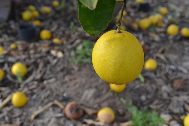 Limone appeso a un albero di limone