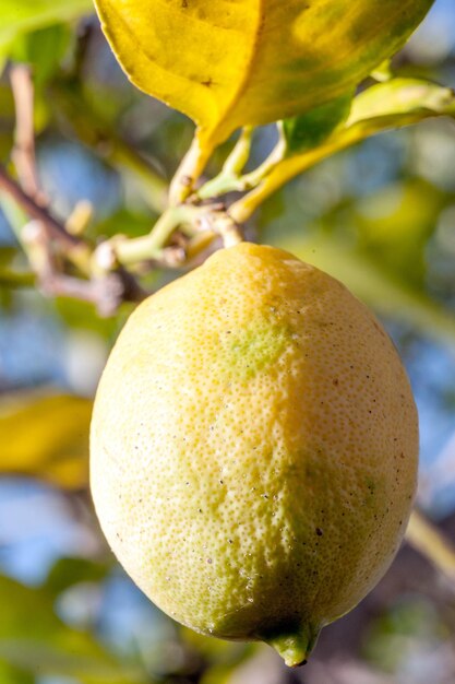 Limone appeso al ramo di un albero