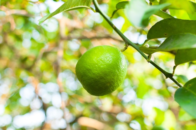 Limone crudo di limes verdi freschi che appende sull'albero nella coltivazione dei limes del giardino