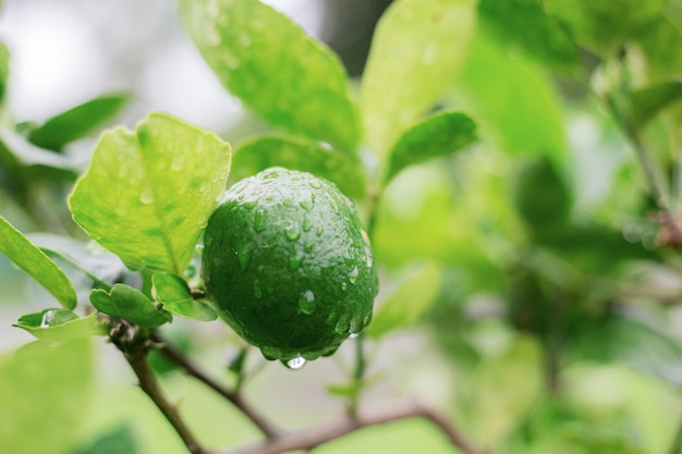 Limone di bagnato sull&#39;albero.