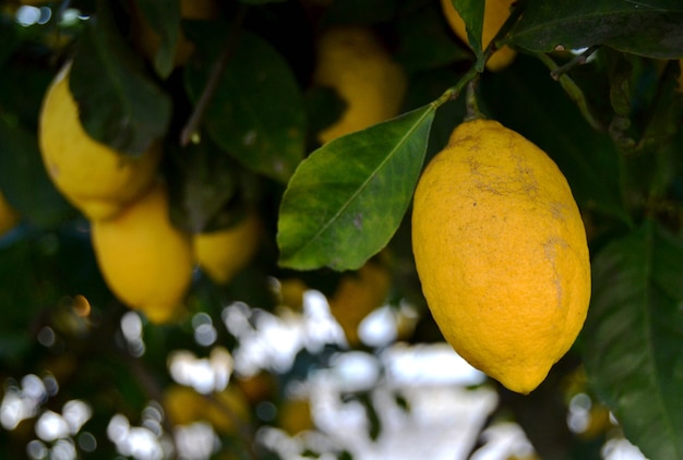 Limone giallo su un albero di limone in attesa di essere raccolto