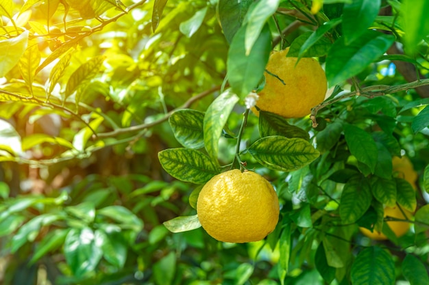 Limone giallo su un albero verde