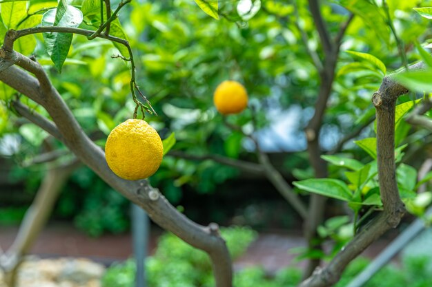 Limone giallo su un albero verde.