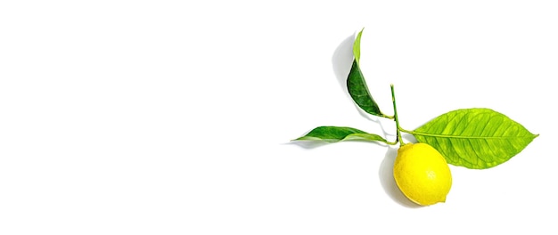 Limone intero maturo con foglie fresche isolate su sfondo bianco Ingrediente vitaminico di frutta succosa