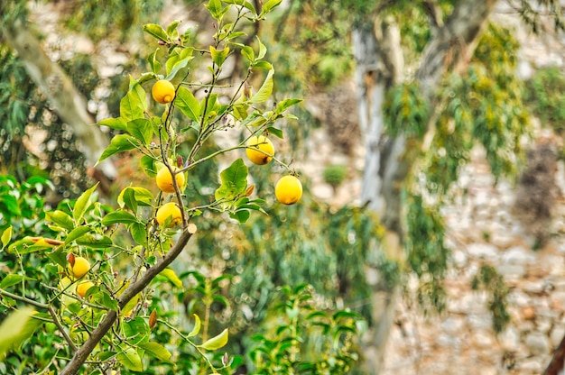 Limone nella città di Nauplia