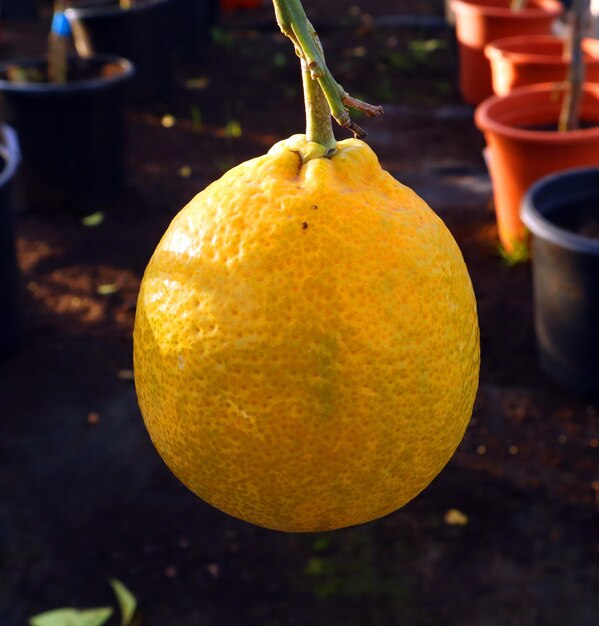 Limone sul ramo, giallo brillante succoso bello illuminato dal sole della sera da vicino