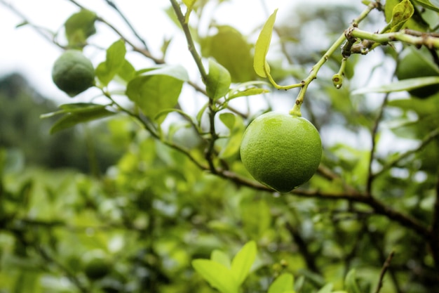 Limone sull&#39;albero con alba.