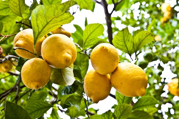 Limone sull'albero in Costiera Amalfitana, tipica location italiana per questo frutto