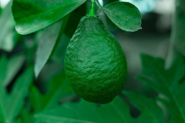 Limone verde che cresce sull'albero Lime vicino sul ramo Fattoria esotica