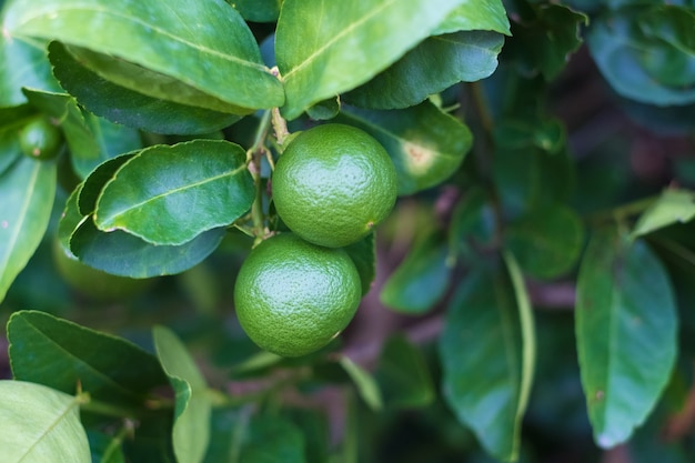 Limone verde delle calce sul ramo di albero.