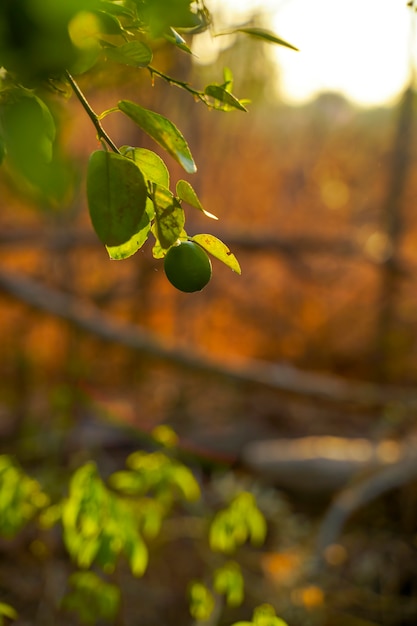 Limone verde fresco sull'albero