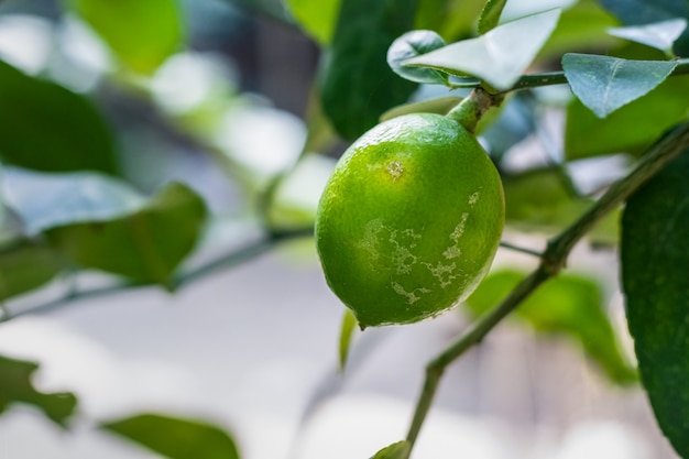 Limone verde in crescita sull'albero in giardino