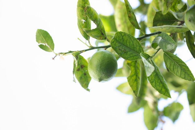 Limone verde sul ramo di un albero all'aperto con spazio di copia