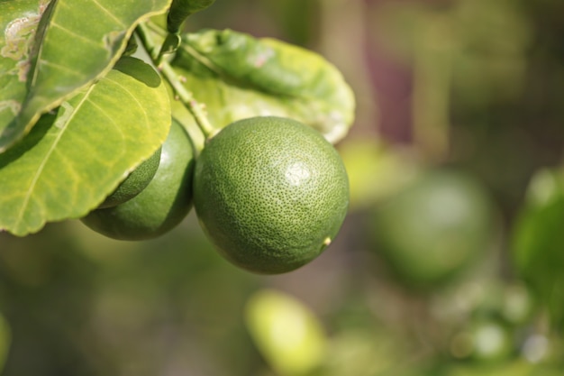 Limone verde sull&#39;albero.